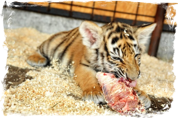 Junger Tiger beim Fleisch fressen